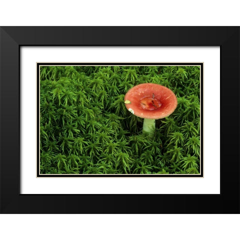 Michigan Russula mushroom in sphagnum moss Black Modern Wood Framed Art Print with Double Matting by Carlson, Mark