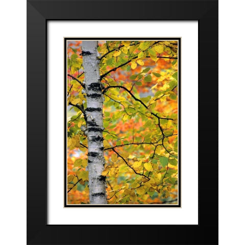 Michigan, Upper Peninsula Birch trees in autumn Black Modern Wood Framed Art Print with Double Matting by Carlson, Mark
