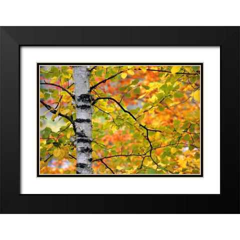 Michigan, Upper Peninsula Birch trees in autumn Black Modern Wood Framed Art Print with Double Matting by Carlson, Mark
