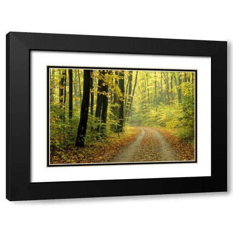 MI, Two-track road through woods in light fog Black Modern Wood Framed Art Print with Double Matting by Carlson, Mark