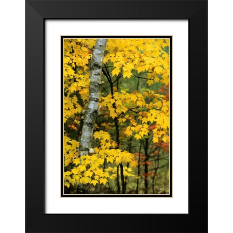 Michigan, Upper Peninsula Birch trees in autumn Black Modern Wood Framed Art Print with Double Matting by Carlson, Mark