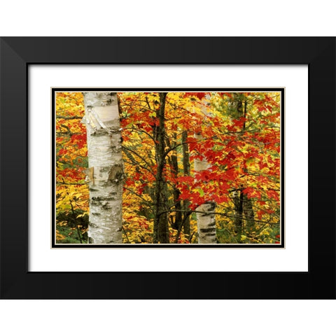 MI, White paper birch tree trunks amid red maple Black Modern Wood Framed Art Print with Double Matting by Carlson, Mark