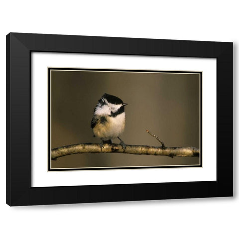 MI, Black-capped chickadee perched in winter wind Black Modern Wood Framed Art Print with Double Matting by Carlson, Mark