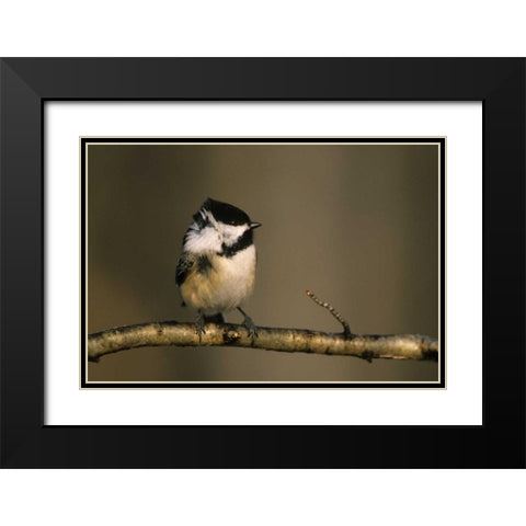 MI, Black-capped chickadee perched in winter wind Black Modern Wood Framed Art Print with Double Matting by Carlson, Mark