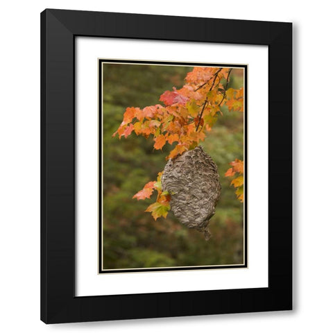 MI, Bald-faced hornet nest in a maple tree Black Modern Wood Framed Art Print with Double Matting by Grall, Don