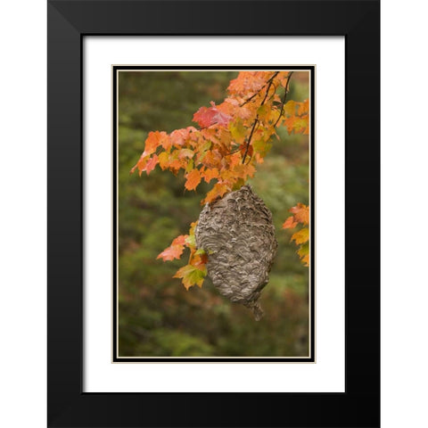 MI, Bald-faced hornet nest in a maple tree Black Modern Wood Framed Art Print with Double Matting by Grall, Don