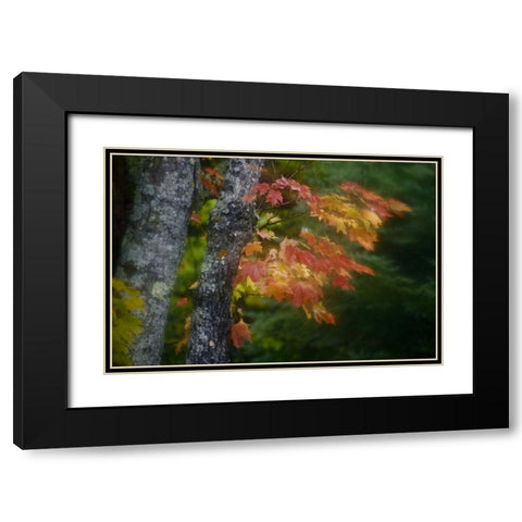 Michigan Autumn colors of maple leaves Black Modern Wood Framed Art Print with Double Matting by Grall, Don