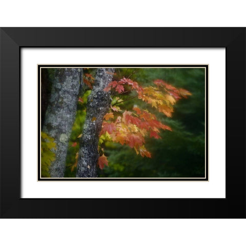 Michigan Autumn colors of maple leaves Black Modern Wood Framed Art Print with Double Matting by Grall, Don