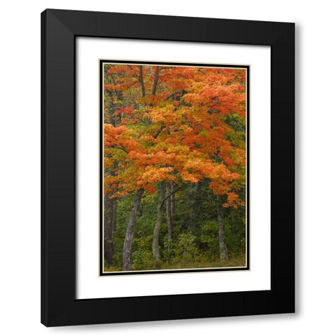 Michigan Autumn maple trees in full color Black Modern Wood Framed Art Print with Double Matting by Grall, Don