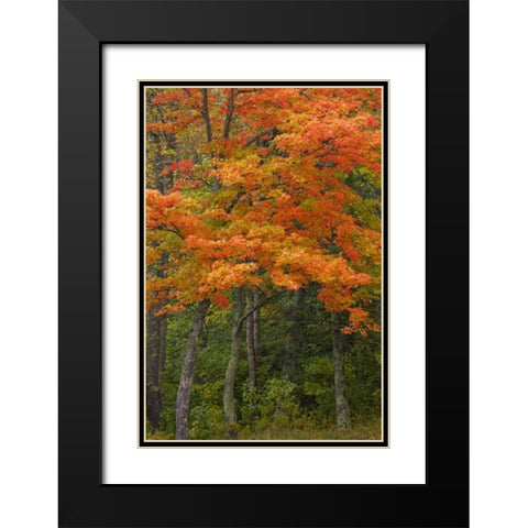 Michigan Autumn maple trees in full color Black Modern Wood Framed Art Print with Double Matting by Grall, Don