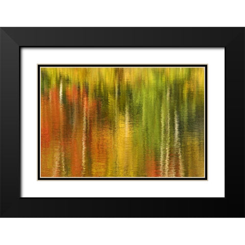 MI Reflection of autumn birch and maple trees Black Modern Wood Framed Art Print with Double Matting by Bush, Marie