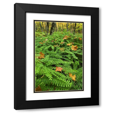 USA, Michigan Maiden hair fern in forest Black Modern Wood Framed Art Print with Double Matting by Rotenberg, Nancy
