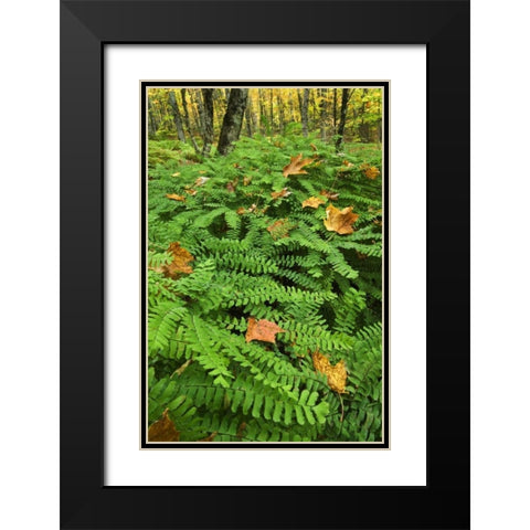 USA, Michigan Maiden hair fern in forest Black Modern Wood Framed Art Print with Double Matting by Rotenberg, Nancy