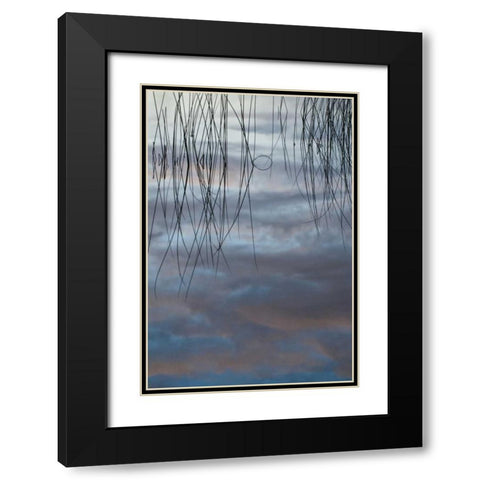 MI, Cloud reflections and reeds in Thornton Lake Black Modern Wood Framed Art Print with Double Matting by Rotenberg, Nancy