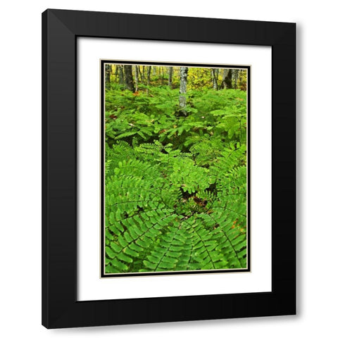 USA, Michigan Maiden hair fern in forest Black Modern Wood Framed Art Print with Double Matting by Rotenberg, Nancy