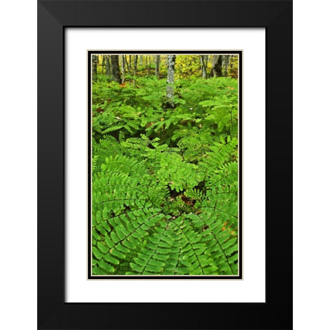 USA, Michigan Maiden hair fern in forest Black Modern Wood Framed Art Print with Double Matting by Rotenberg, Nancy