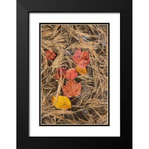 MI, Autumn leaves and pine needles float in pool Black Modern Wood Framed Art Print with Double Matting by Grall, Don