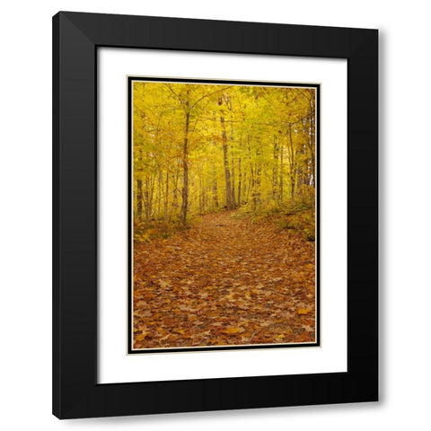 Michigan Fallen maple leaves on trail Black Modern Wood Framed Art Print with Double Matting by Grall, Don
