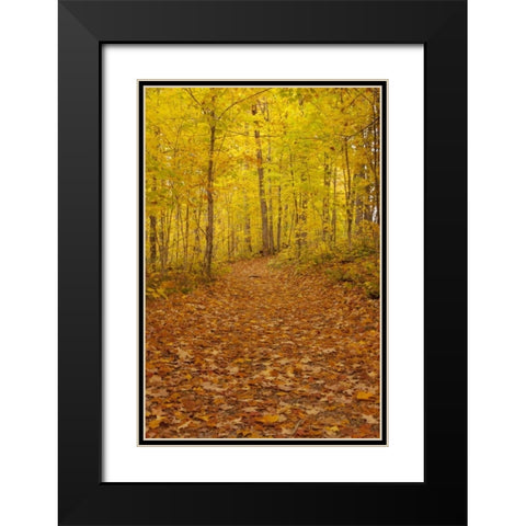 Michigan Fallen maple leaves on trail Black Modern Wood Framed Art Print with Double Matting by Grall, Don