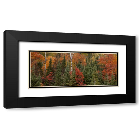 Michigan Evergreens and red maples in autumn Black Modern Wood Framed Art Print with Double Matting by Grall, Don