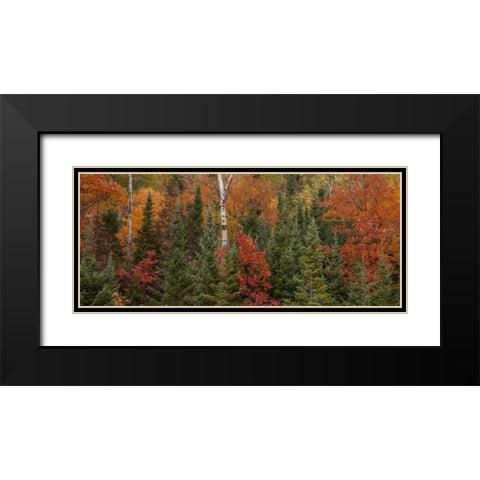 Michigan Evergreens and red maples in autumn Black Modern Wood Framed Art Print with Double Matting by Grall, Don