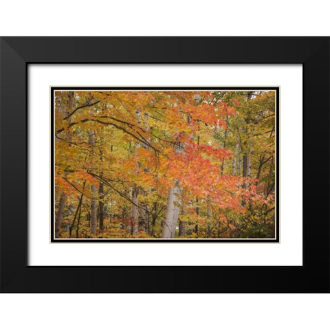 Michigan Red maple trees in autumn color Black Modern Wood Framed Art Print with Double Matting by Grall, Don