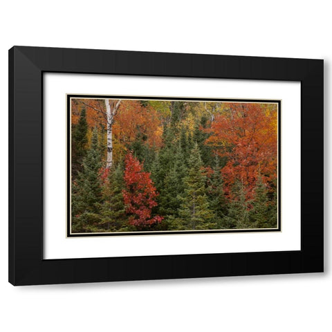 Michigan Evergreens and red maples in autumn Black Modern Wood Framed Art Print with Double Matting by Grall, Don