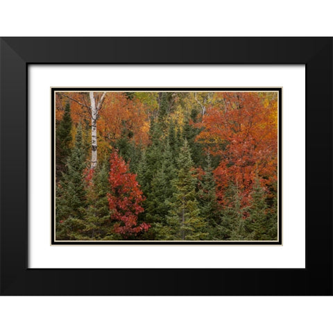 Michigan Evergreens and red maples in autumn Black Modern Wood Framed Art Print with Double Matting by Grall, Don