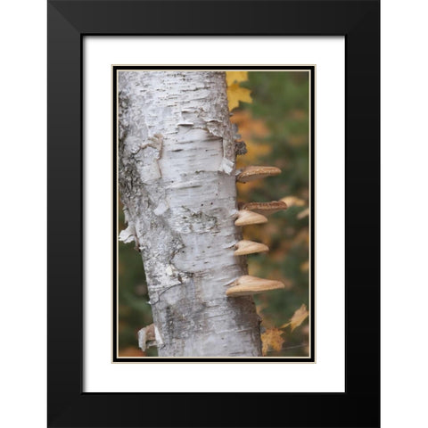 Michigan Shelf mushrooms on birch tree Black Modern Wood Framed Art Print with Double Matting by Grall, Don