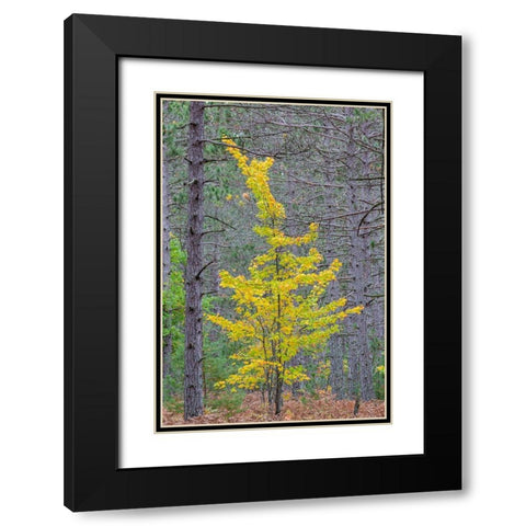 Yellow Maple tree in pine forest in fall-Alger County-Michigan Black Modern Wood Framed Art Print with Double Matting by Day, Richard and Susan