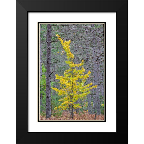 Yellow Maple tree in pine forest in fall-Alger County-Michigan Black Modern Wood Framed Art Print with Double Matting by Day, Richard and Susan