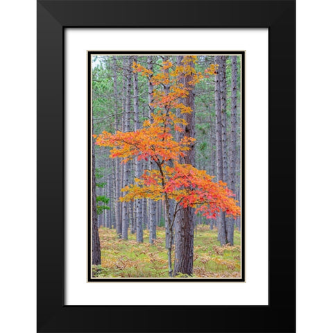 Red Maple tree in pine forest in fall-Alger County-Michigan Black Modern Wood Framed Art Print with Double Matting by Day, Richard and Susan