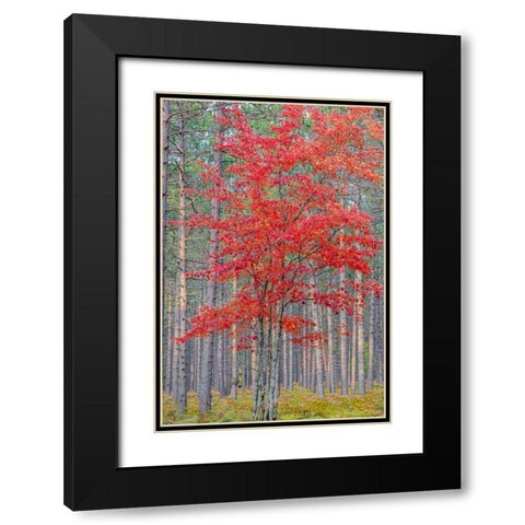 Red Maple tree in pine forest in fall-Alger County-Michigan Black Modern Wood Framed Art Print with Double Matting by Day, Richard and Susan