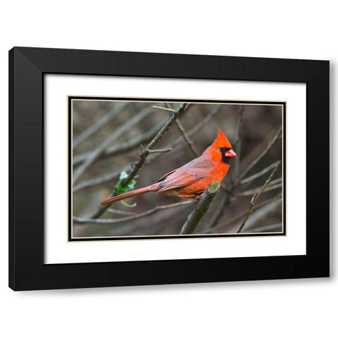 Minnesota-Mendota Heights-Mohican Lane-Northern Cardinal Black Modern Wood Framed Art Print with Double Matting by Friel, Bernard