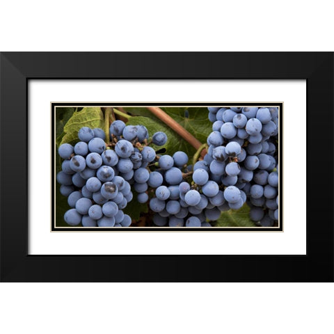 Argentina, Mendoza Purple grapes on the vine Black Modern Wood Framed Art Print with Double Matting by Kaveney, Wendy