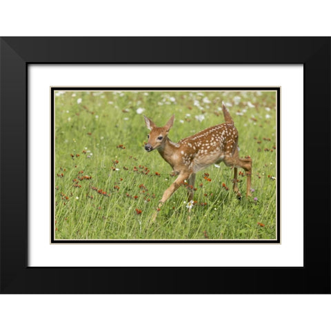 Minnesota White-tailed deer fawn in meadow Black Modern Wood Framed Art Print with Double Matting by Kaveney, Wendy