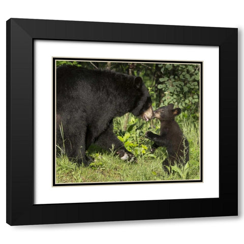 Minnesota, Sandstone Black bear mother and cub Black Modern Wood Framed Art Print with Double Matting by Kaveney, Wendy