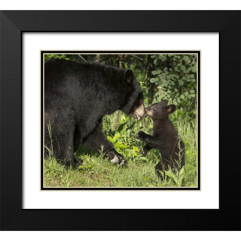 Minnesota, Sandstone Black bear mother and cub Black Modern Wood Framed Art Print with Double Matting by Kaveney, Wendy