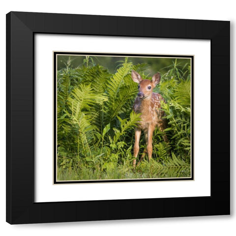 Minnesota White-tailed deer fawn in ferns Black Modern Wood Framed Art Print with Double Matting by Kaveney, Wendy