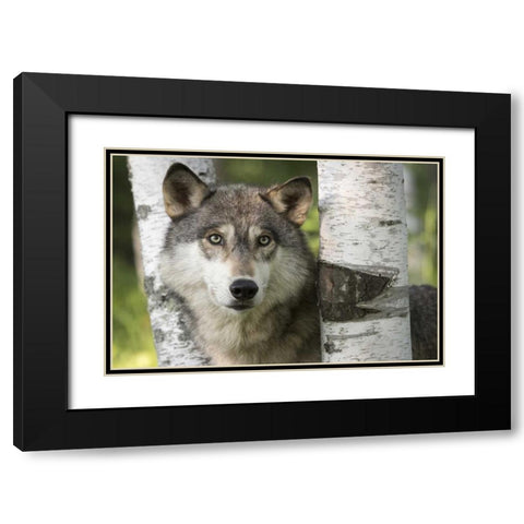 Minnesota, Sandstone Gray wolf between birch Black Modern Wood Framed Art Print with Double Matting by Kaveney, Wendy