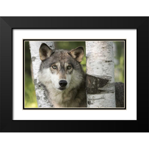 Minnesota, Sandstone Gray wolf between birch Black Modern Wood Framed Art Print with Double Matting by Kaveney, Wendy