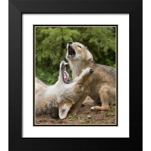 Minnesota, Sandstone Coyote and pup howling Black Modern Wood Framed Art Print with Double Matting by Kaveney, Wendy