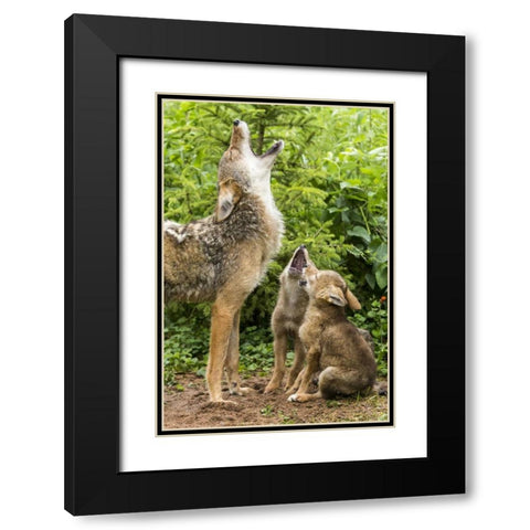 Minnesota, Sandstone Coyote mother and pups howl Black Modern Wood Framed Art Print with Double Matting by Kaveney, Wendy