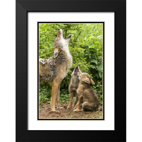 Minnesota, Sandstone Coyote mother and pups howl Black Modern Wood Framed Art Print with Double Matting by Kaveney, Wendy
