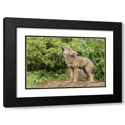 Minnesota, Sandstone Howling coyote pup Black Modern Wood Framed Art Print with Double Matting by Kaveney, Wendy