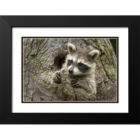 Minnesota, Sandstone Raccoon in a hollow tree Black Modern Wood Framed Art Print with Double Matting by Kaveney, Wendy
