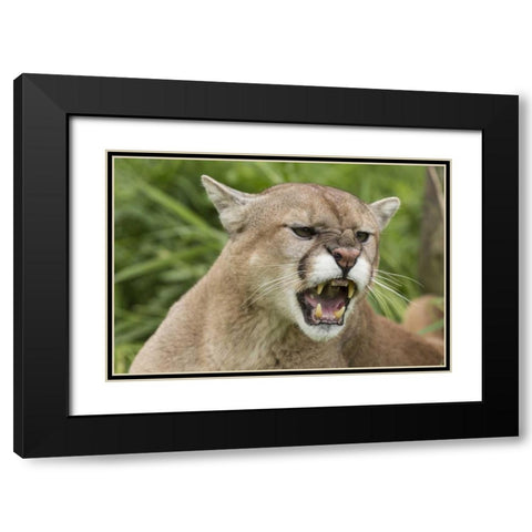 Minnesota, Sandstone Snarling cougar Black Modern Wood Framed Art Print with Double Matting by Kaveney, Wendy
