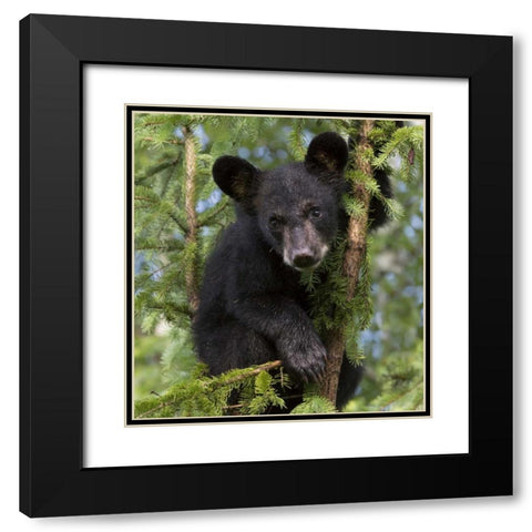 Minnesota, Sandstone Black bear cub in a tree Black Modern Wood Framed Art Print with Double Matting by Kaveney, Wendy