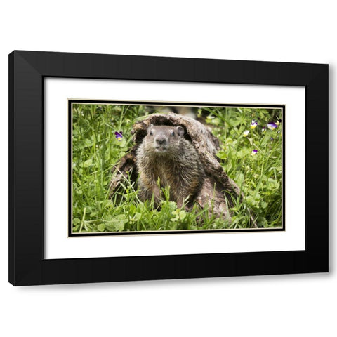 Minnesota, Sandstone Groundhog in a hollow log Black Modern Wood Framed Art Print with Double Matting by Kaveney, Wendy