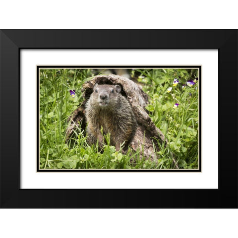 Minnesota, Sandstone Groundhog in a hollow log Black Modern Wood Framed Art Print with Double Matting by Kaveney, Wendy